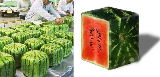 square-melon2