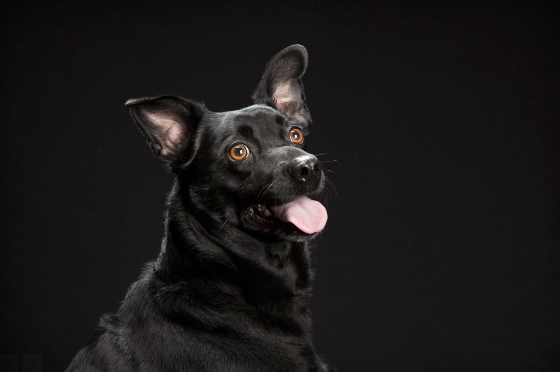 Perro negro, quiltro e ícono: ¿por qué se adoptan menos perros negros? 
