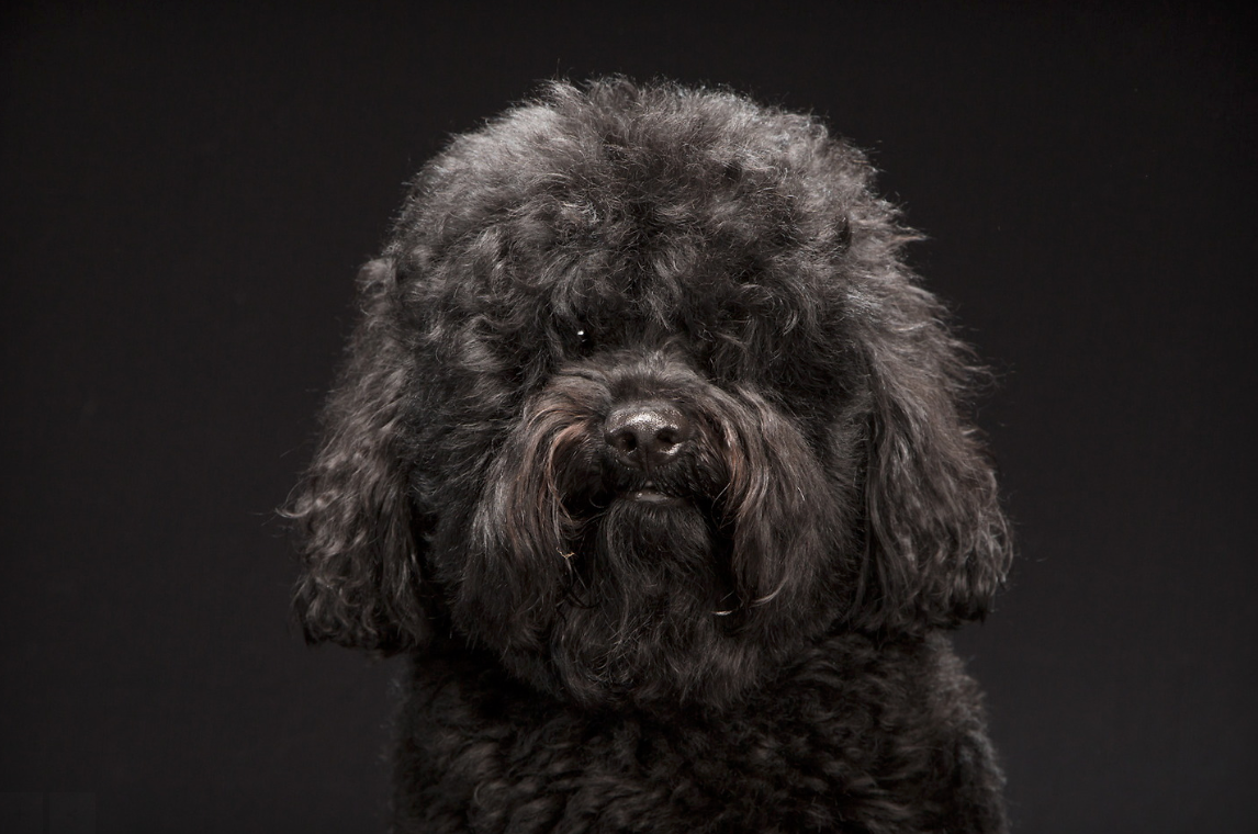 El Síndrome del Perro Negro: ¿Por qué son los menos adoptados?